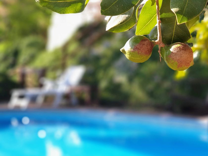 Holiday Home Encantada swimming pool macadamia nuts