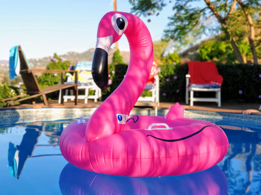 Encantada swan in pool