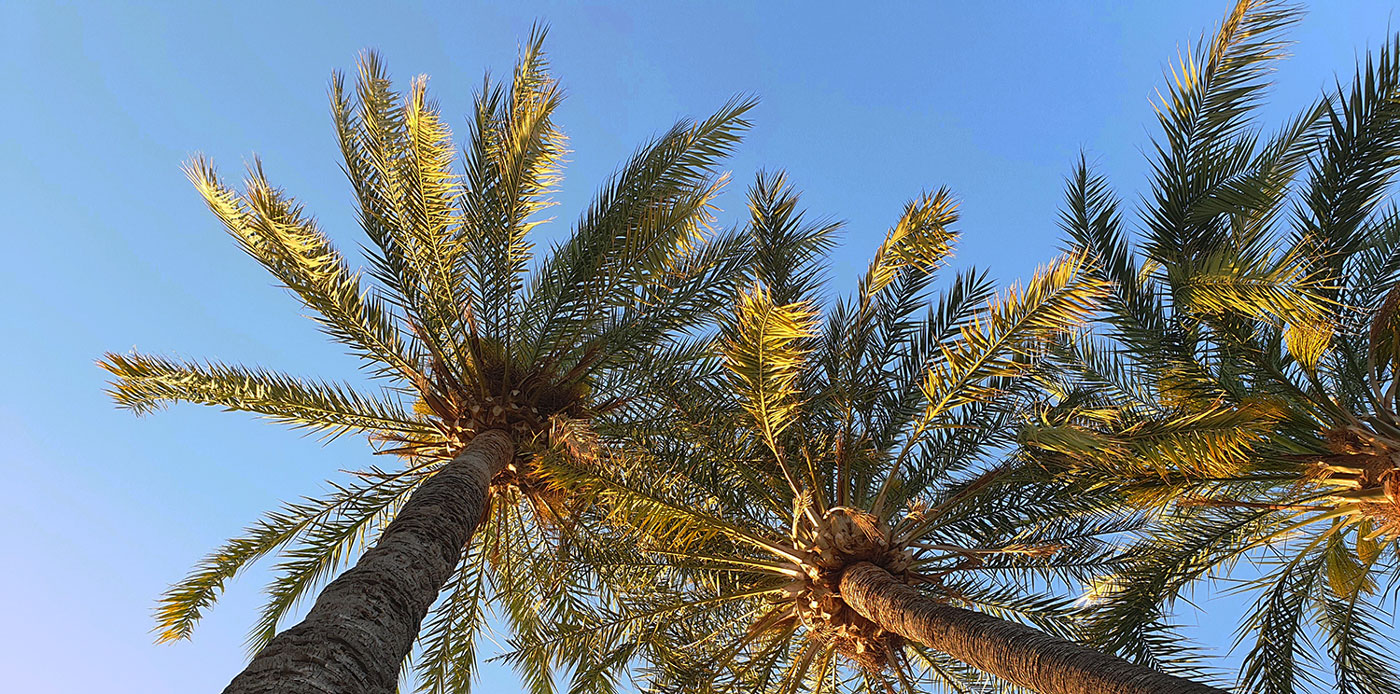 palm trees Torre del mar